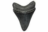 Serrated, Juvenile Megalodon Tooth - South Carolina #374235-1